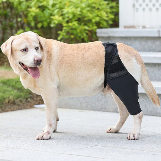 Pet Knee Pads For Joint Injury Recovery